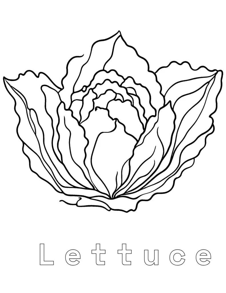 lettuce coloring pages printable